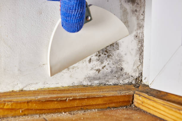 Best Mold Removal for HVAC Installations  in Seneca, KS